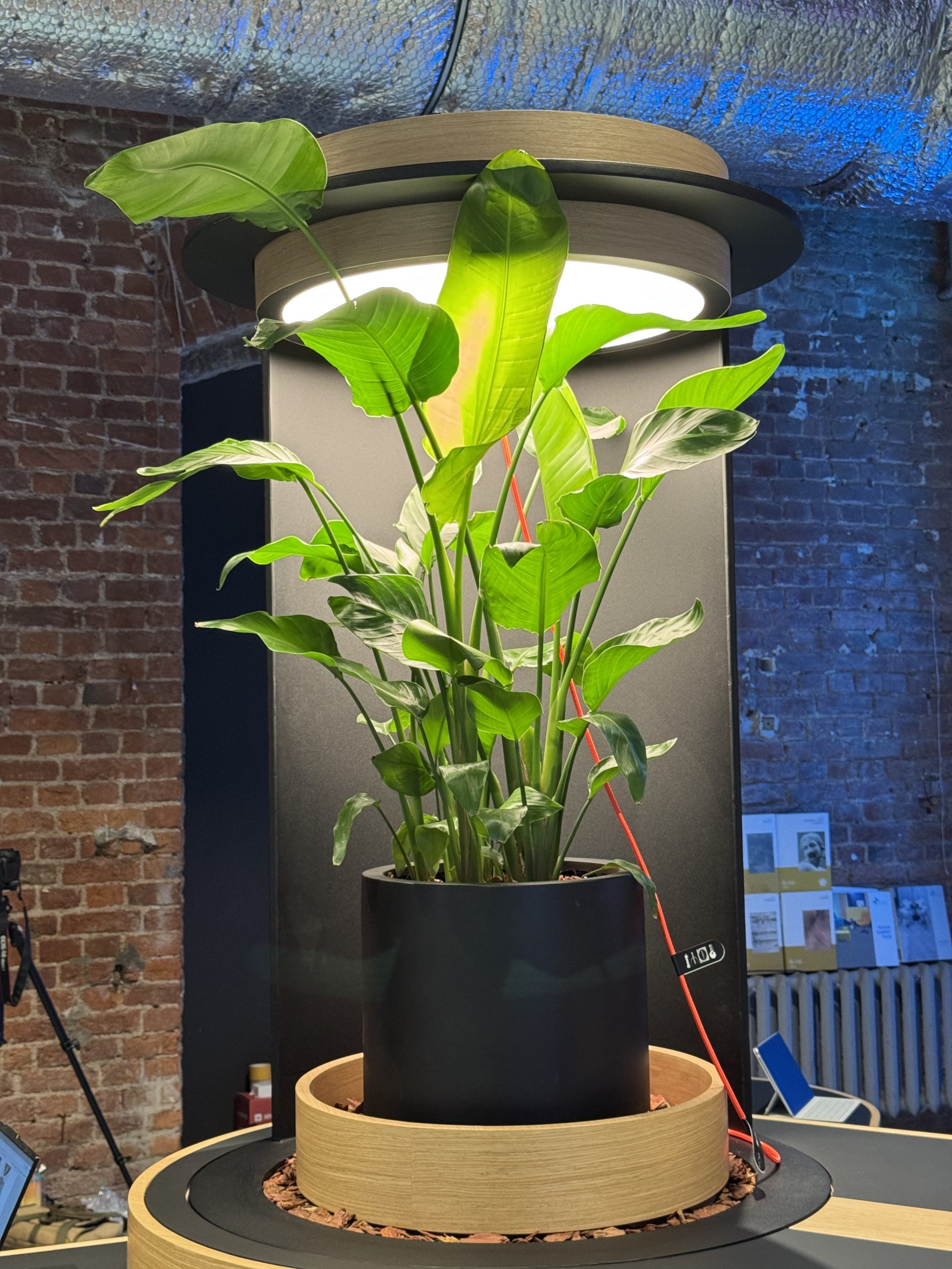 Коллаборация  LIGHTHOUSE&FLORISTA для выставки OfficeNext